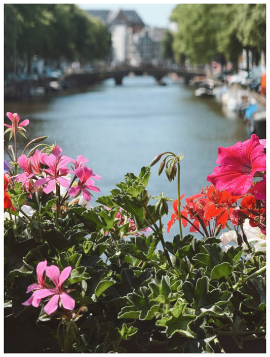 Geranium Amsterdam Canal