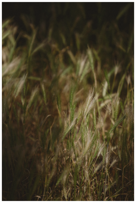 Whispers in the Grass