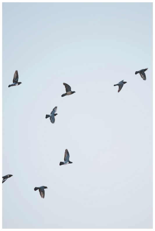 Flock in the Sky