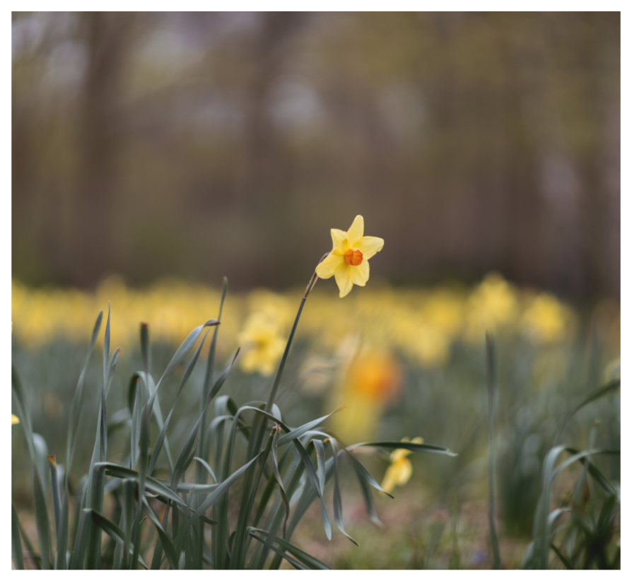Spring Daffodil