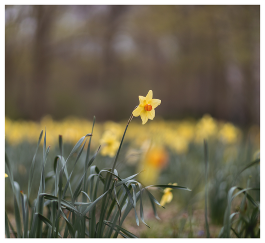 Spring Daffodil