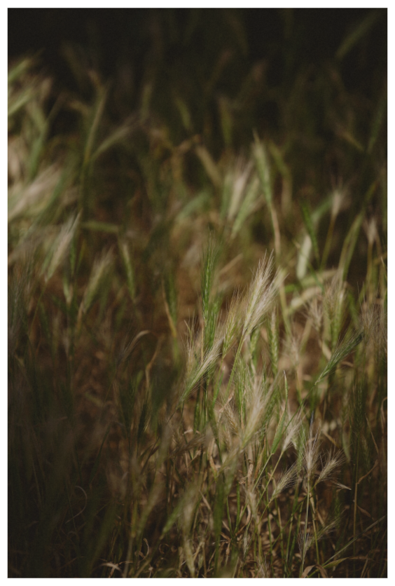 Whispers in the Grass