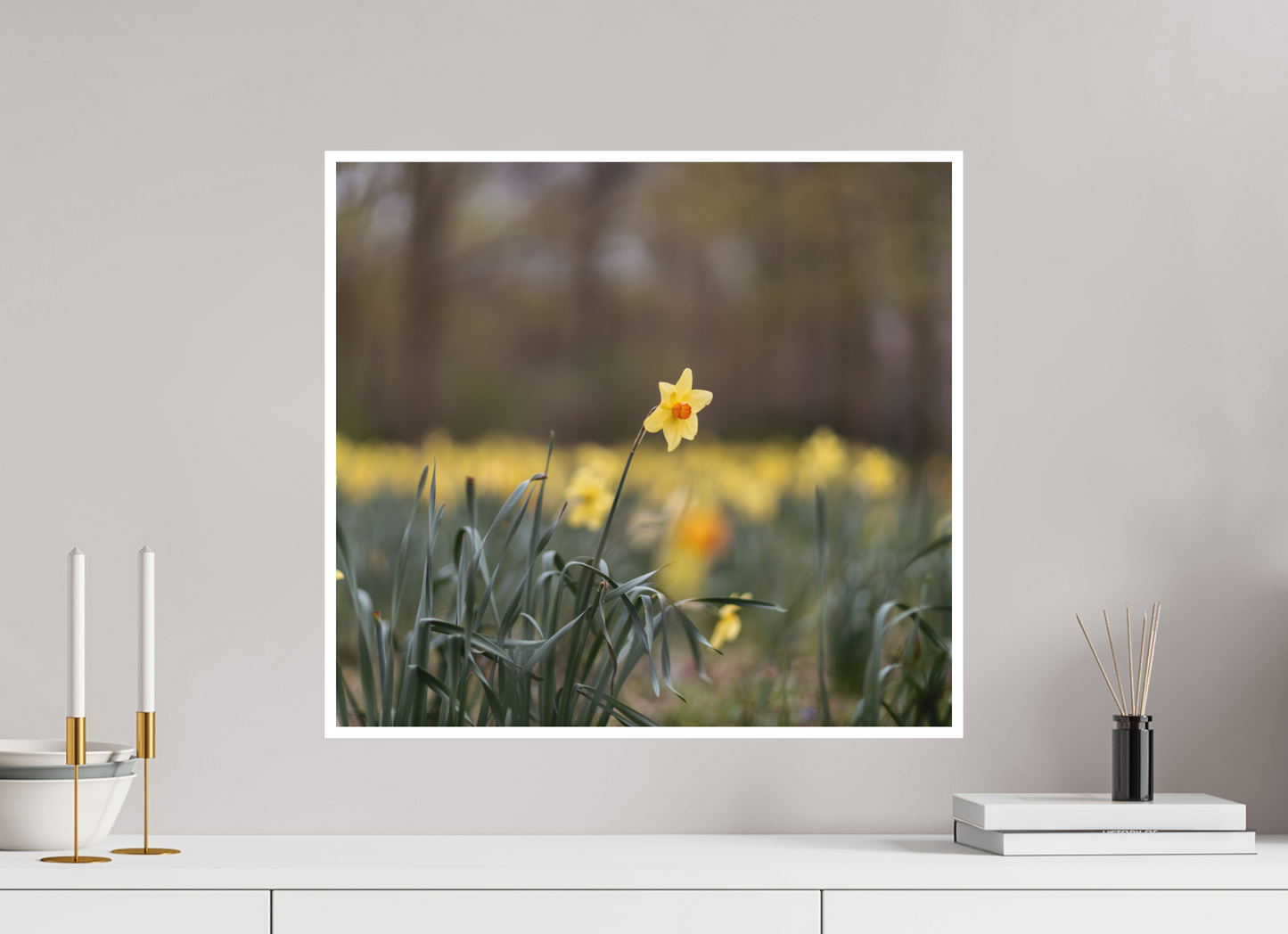 Spring Daffodil