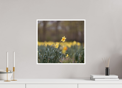 Spring Daffodil