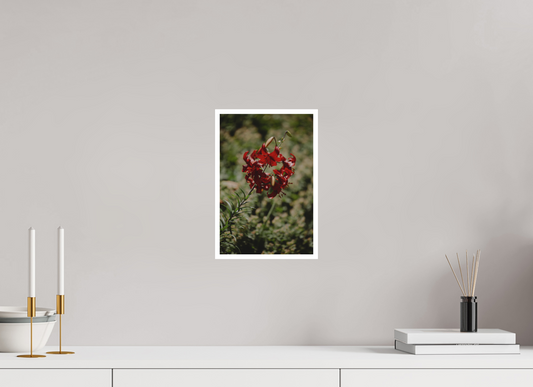 Scarlet Lily