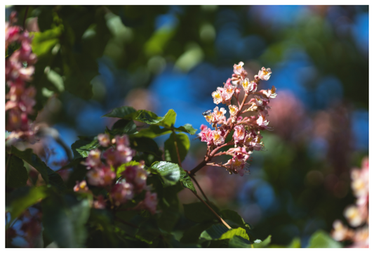 Spring Radiance