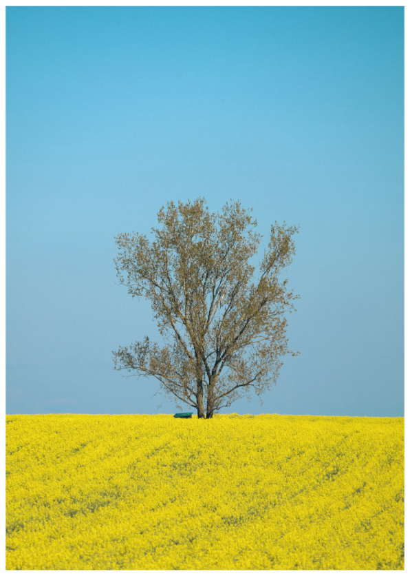 Solitary Tree in Spring