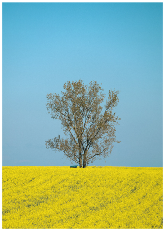 Solitary Tree in Spring