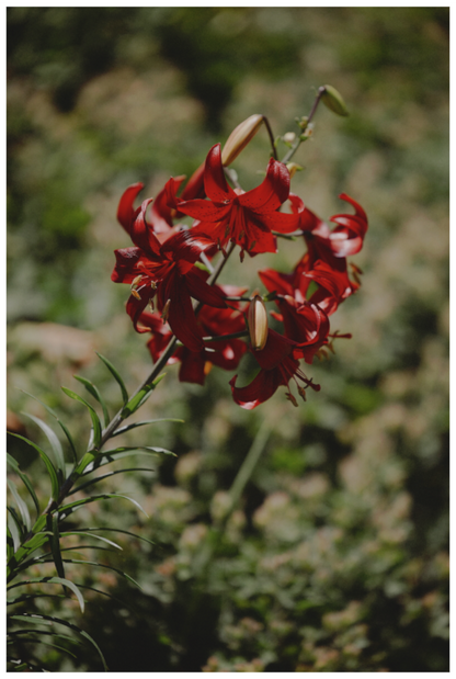 Scarlet Lily