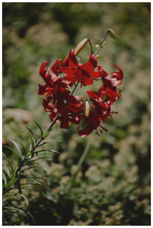 Scarlet Lily